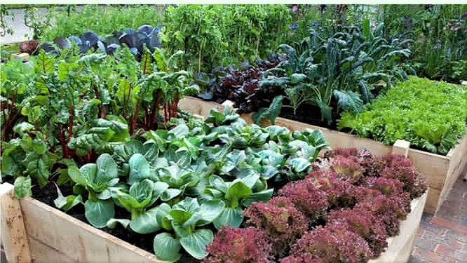 full grown veggie beds